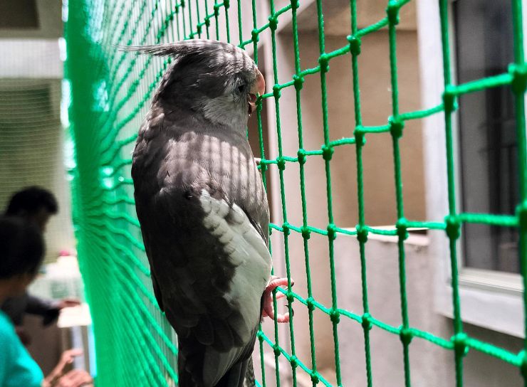 Pigeon Safety Nets